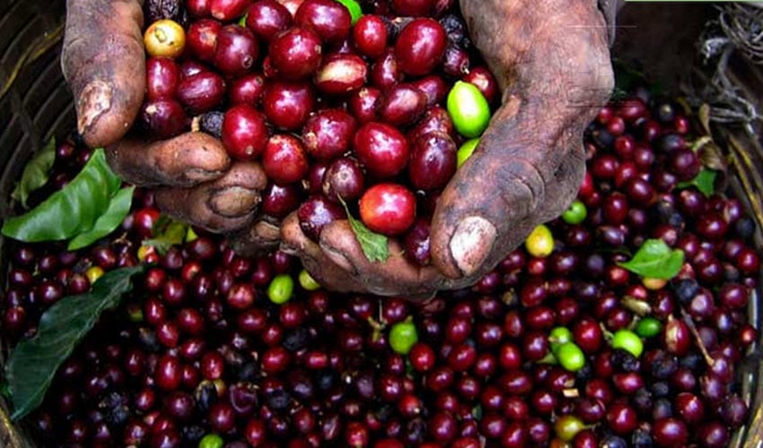 Rūšinės kavos pupelės: Kenya Meru Central
