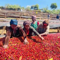 Rūšinės kavos pupelės: Ethiopia Shonora